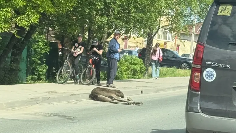 В Вологде сбили лосёнка
