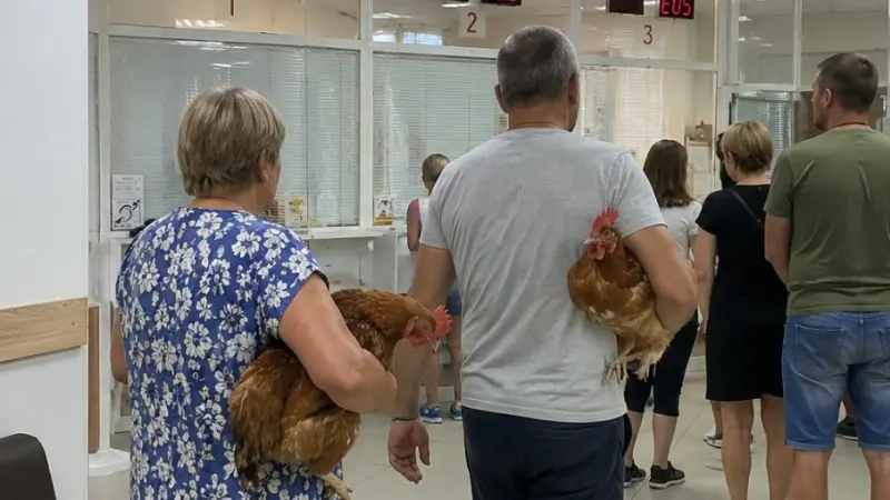 Не нужно носить кур в МФЦ