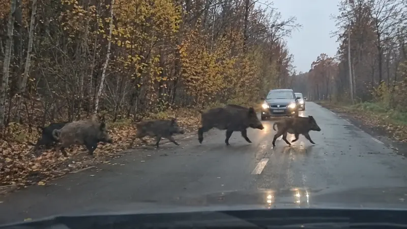 Кабаны выходят на дороги Вологодчины