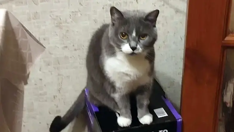Кошка спасла хозяйку от пожара