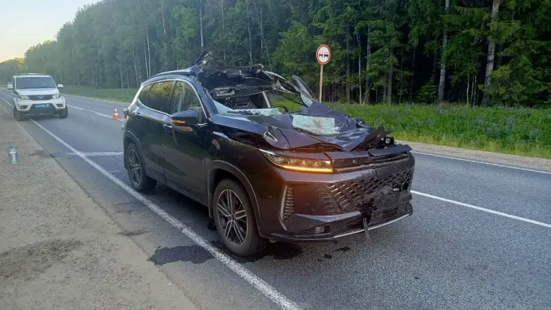 Лоси стали причиной аварий на Вологодчине